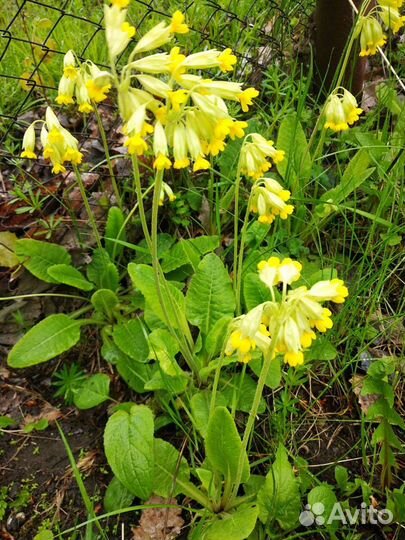 Первоцвет, примула