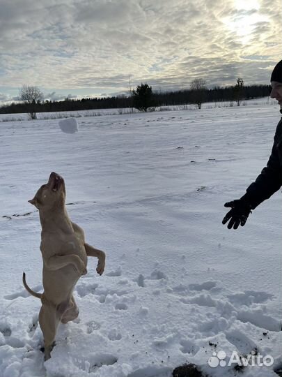 Питбультерьер вязка