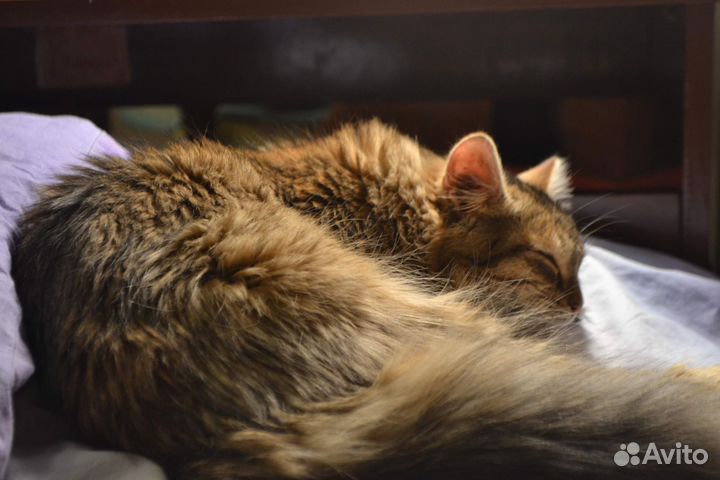 Зеркальный фотоаппарат nikon d3100