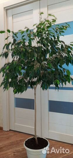 Фикус бенджамина большой