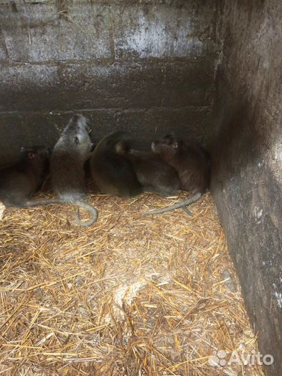 Нутрии на племя