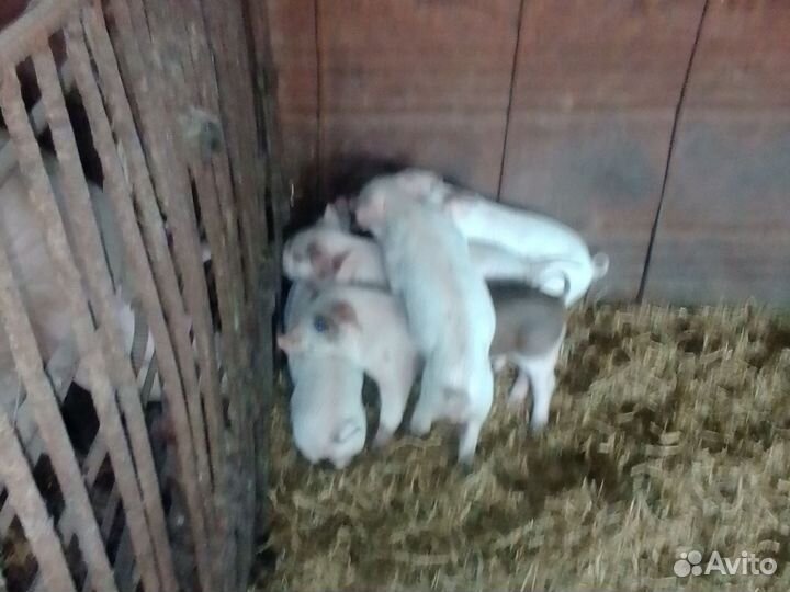 Продаются поросята возраст 1 месяц 6 кабанчиков