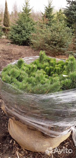 Сосна горная Пумилио/ Pumilio саженцы