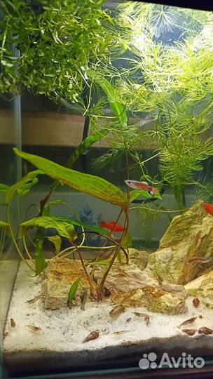 Растения для аквариума и улитки