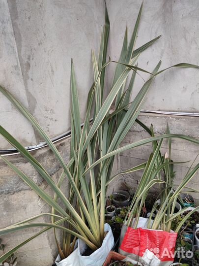 Лен Новозеландский