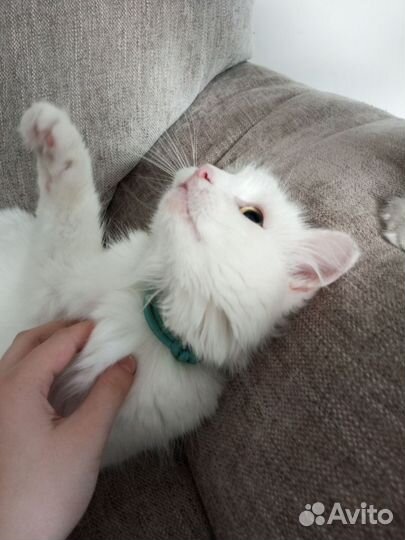 Маркеры/ Идентификационные ошейники для щенков