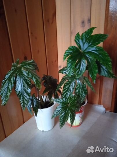 Комнатные цветы. Бегонии