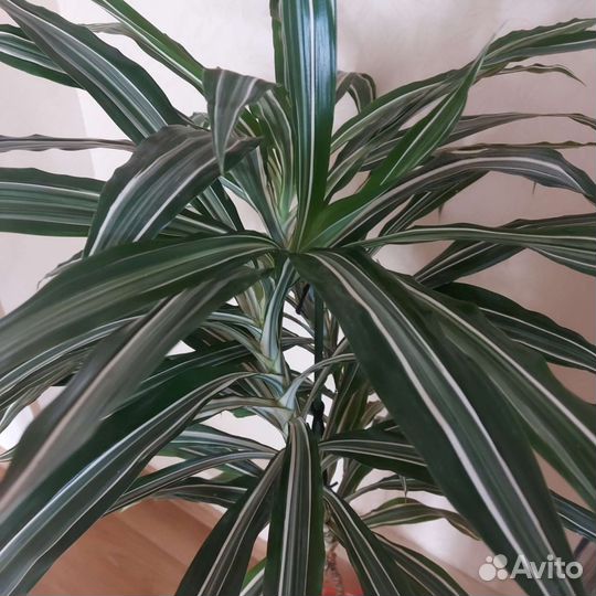 Пальма драцена