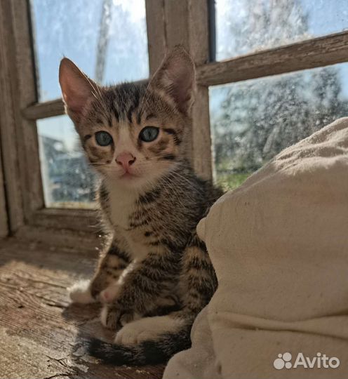 Котята ищут дом