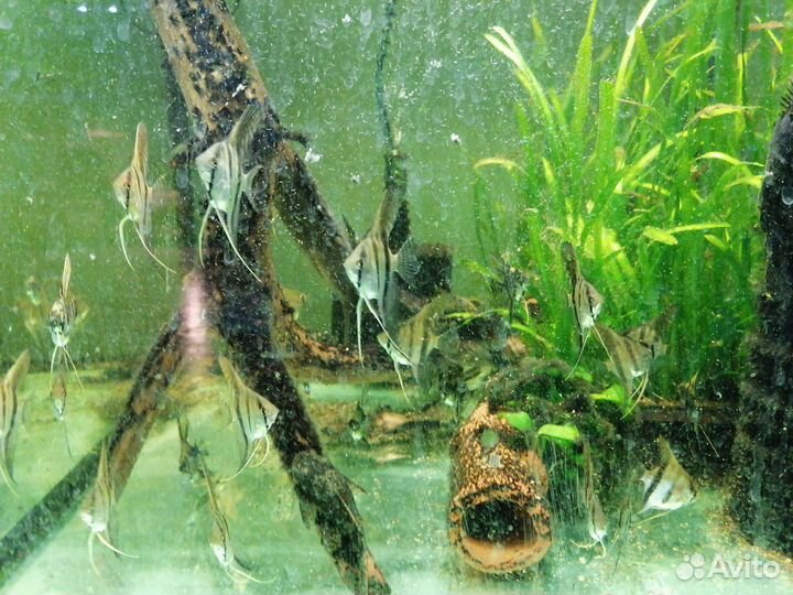 Аквариумные рыбки