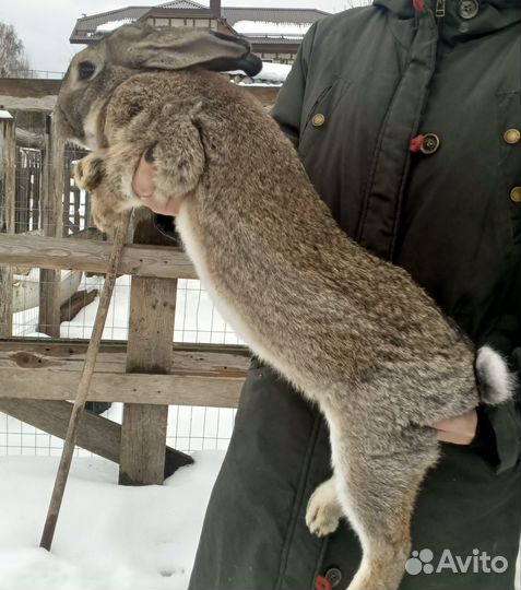 Кролики мясных пород