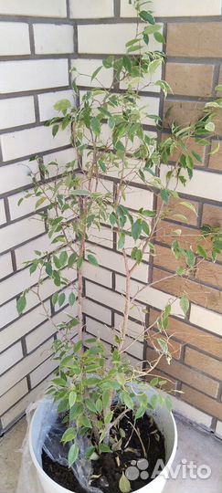 Фикус бенджамина большой