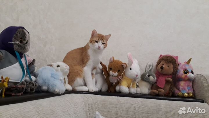 Котик в добрые руки