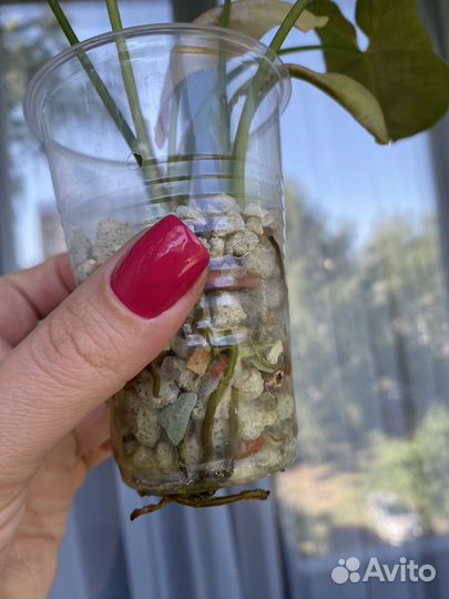 Сингониум pink neon