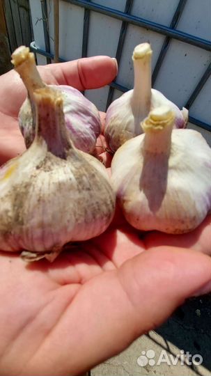 Чеснок