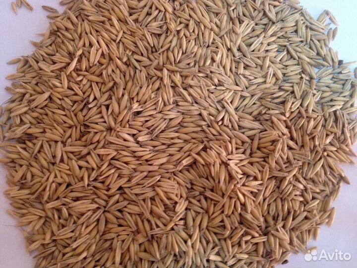 Фуражный овес