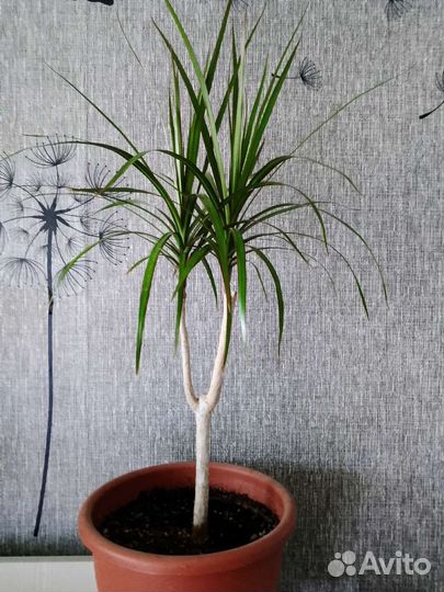 Пальма драцена