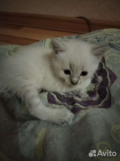 Кошка в дар