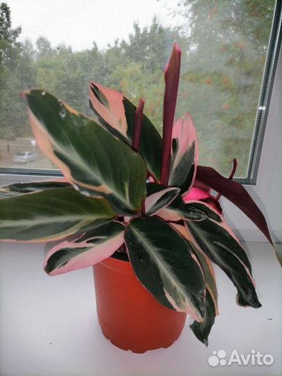 Строманта мультиколор