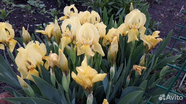 Ирисы карликовые