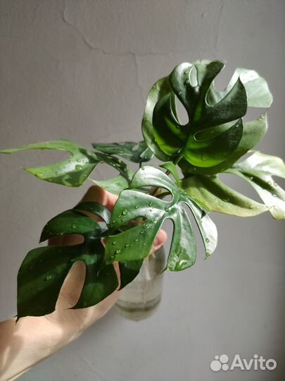 Монстера, Рафидофора, Хойя, бегония