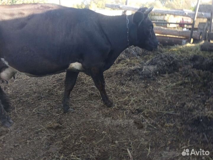 Корова дойная