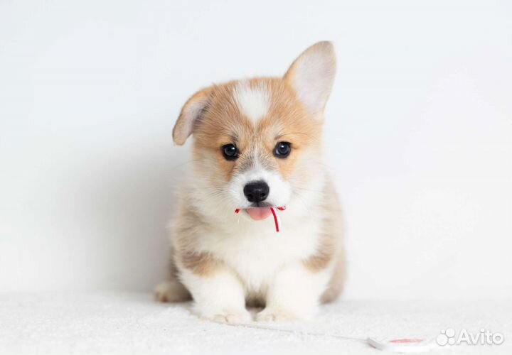 Щенки корги