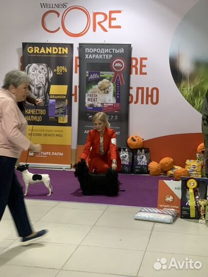 Вязка Ши-тцу