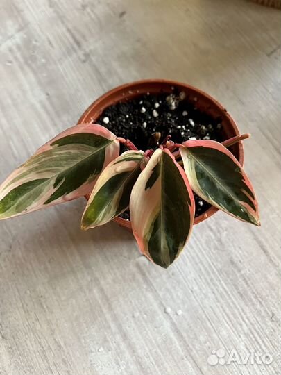 Строманта триколор