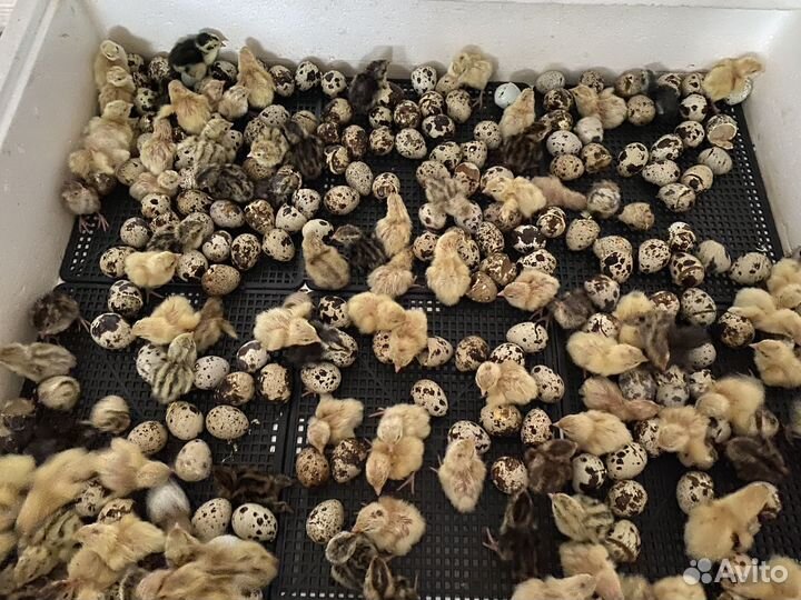 Перепела суточные,инкубационное яйцо