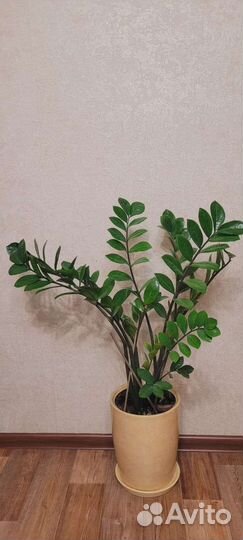 Замиокулькас