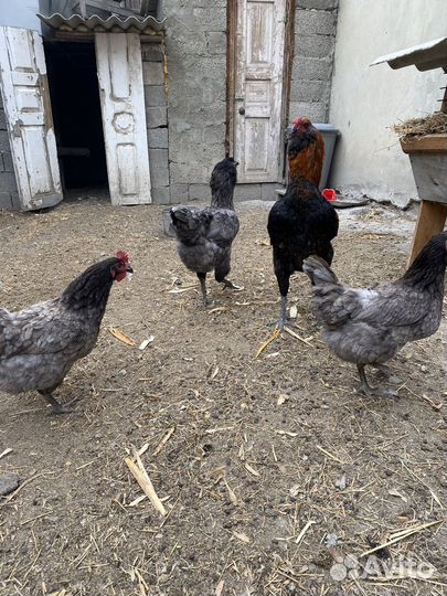 Гергебильская порода кур ундуч