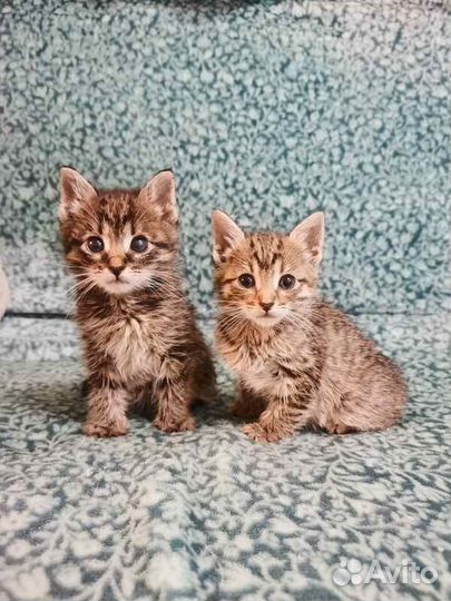 Два маленьких котенка в добрые руки