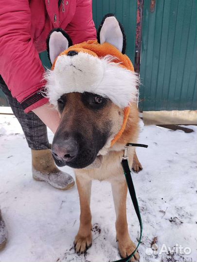 Симпатичный метис Федя 11 мес