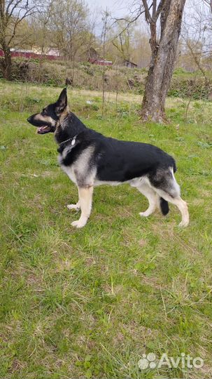 Вязка кобель