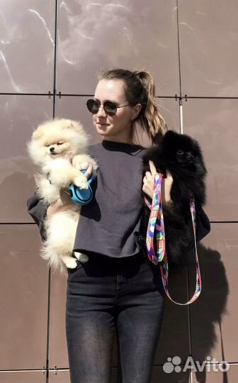 Домашняя передержка собак Не зоо гостиница