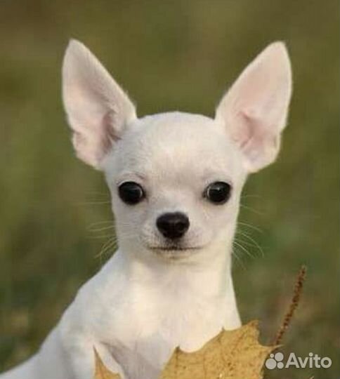 Чихуахуа красивый мальчик