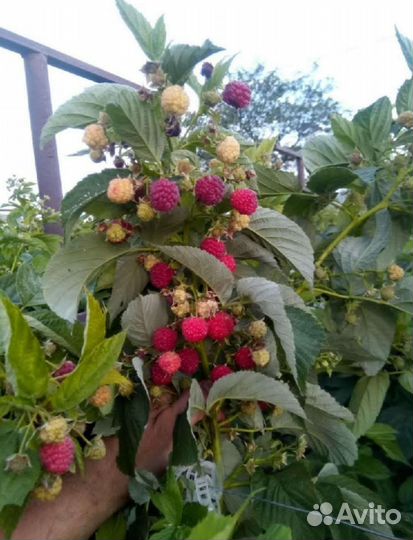 Ремонтантная малина