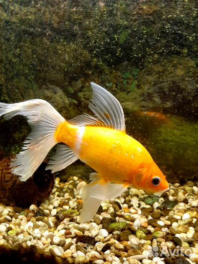Аквариум с рыбками бу