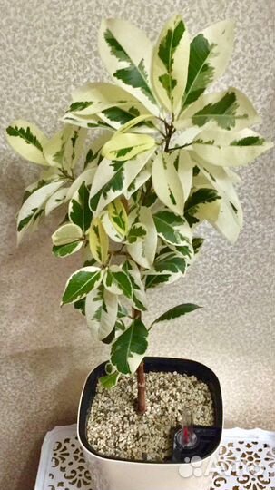 Фикус Микрокарпа Альбомаргината