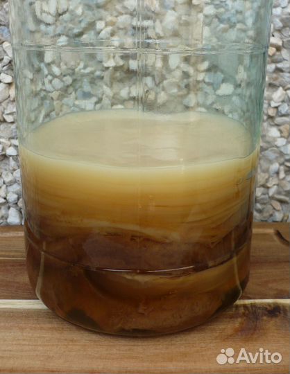 3-х литровая банка с грибом Комбуча