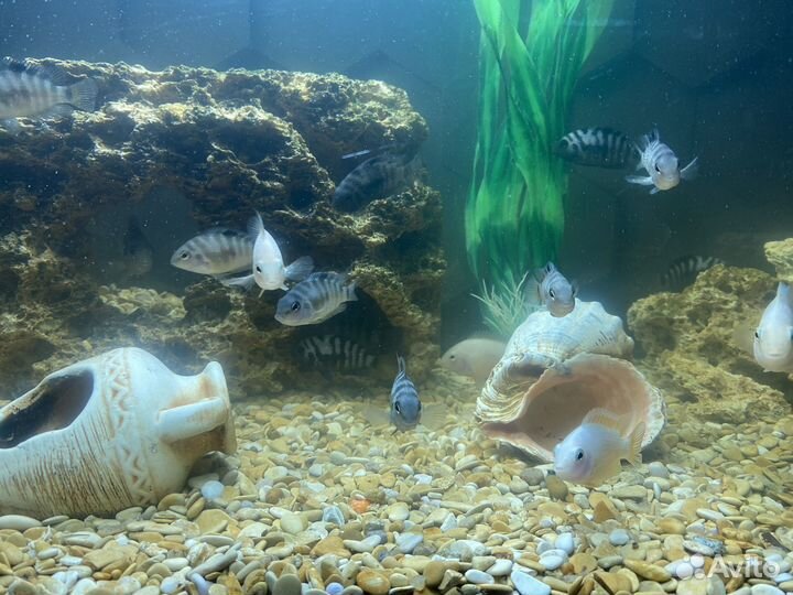 Чернополосая цихлозома