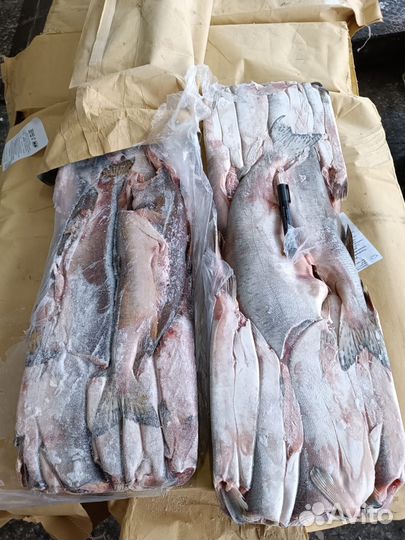 Рыба Кета Сахалинская, морская, дикая