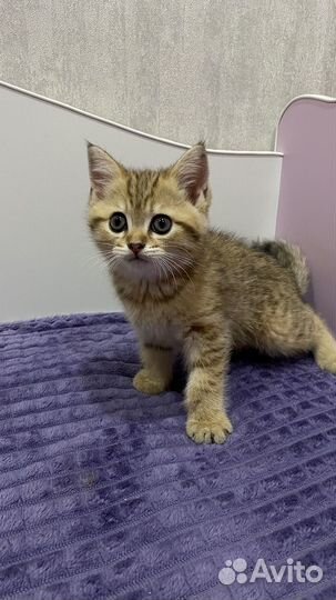 Котята золотая шиншилла