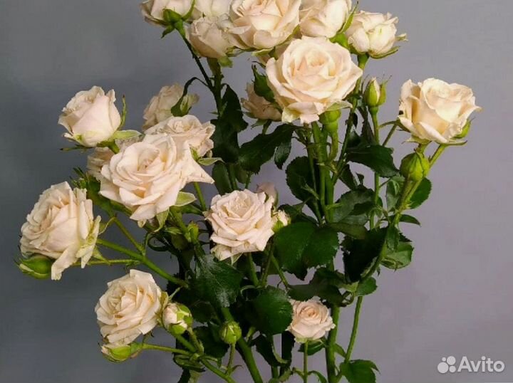 Кустовые розы букет с доставкой