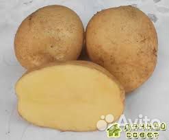 Лучшие сорта картофеля для различных регионов