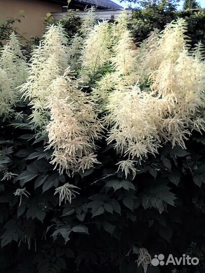 Многолетник высокий Волжанка