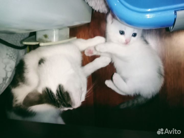 Кошка в дар бесплатно