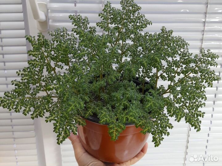 Пилея мелколистная