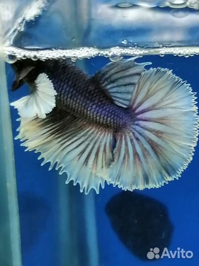 Петухи дамбо Халф Мун